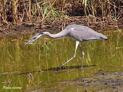 Ardea cinerea